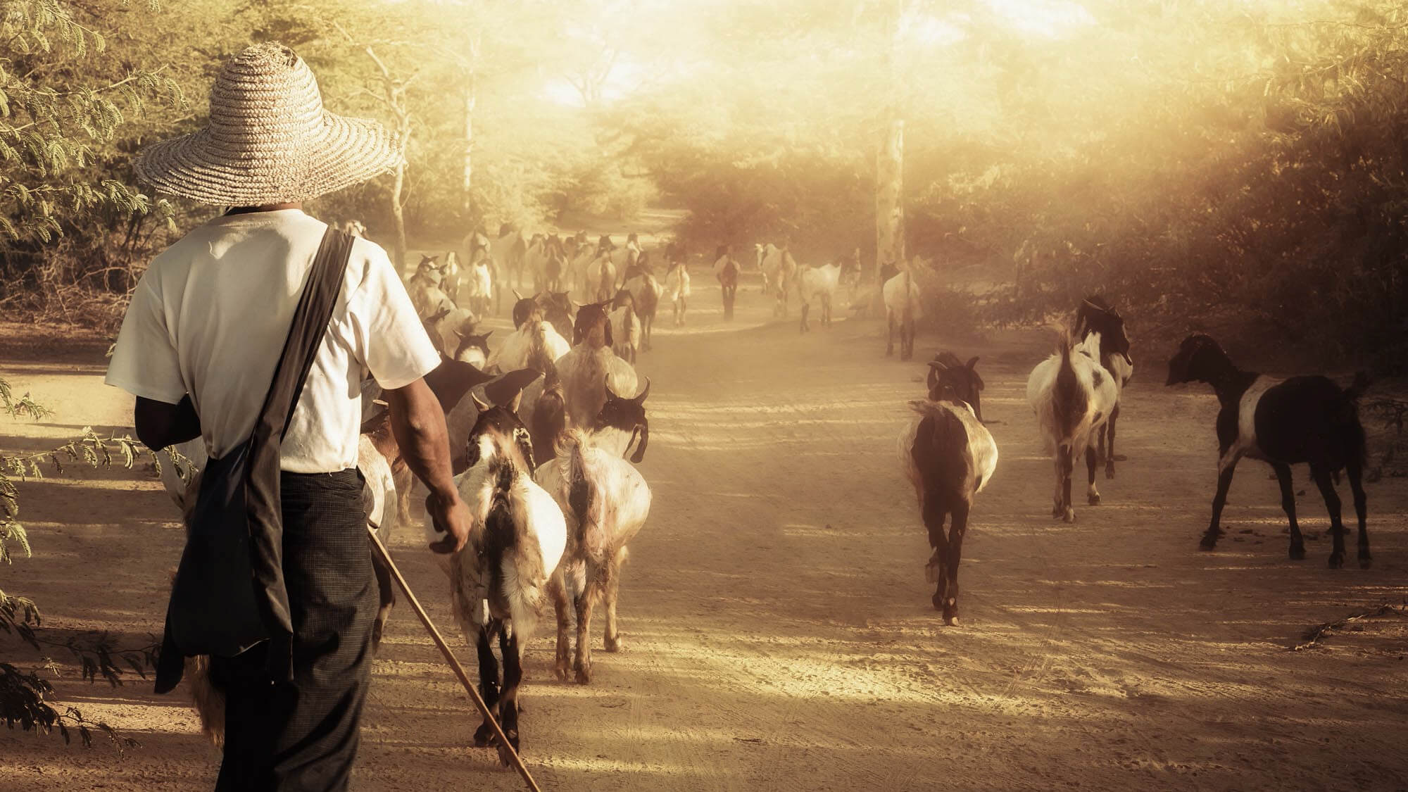 Die Entdeckung des Kaffees